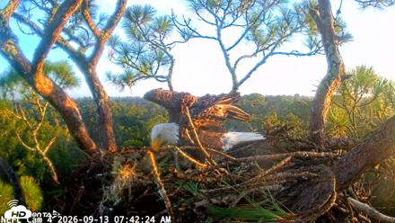 NE Florida Eagles Live Webcam - Sep 13, 2026, 7:43am EDT
