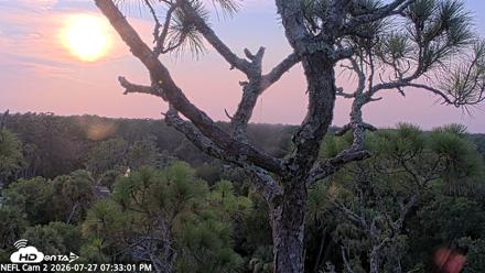 NE Florida Eagles Live Webcam - Jul 27, 2026, 7:34pm EDT