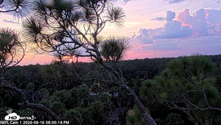 NE Florida Eagles Live Webcam - Aug 16, 2026, 8:01pm EDT