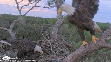 NE Florida Eagles Live Webcam - Sep 21, 2026, 7:16pm EDT