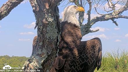 NE Florida Eagles Live Webcam - Apr 17, 2026, 12:50pm EDT