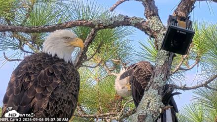 NE Florida Eagles Live Webcam - Sep 4, 2026, 9:07am EDT