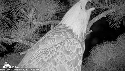 NE Florida Eagles Live Webcam - Aug 30, 2026, 12:30am EDT