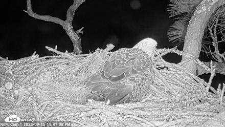 NE Florida Eagles Live Webcam - Sep 15, 2026, 11:41pm EDT