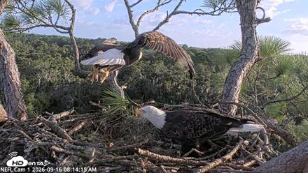 NE Florida Eagles Live Webcam - Sep 16, 2026, 8:15am EDT