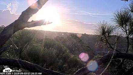 NE Florida Eagles Live Webcam - Sep 3, 2026, 7:30am EDT