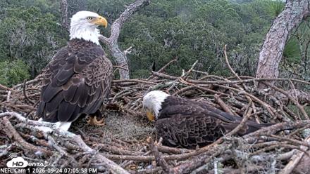NE Florida Eagles Live Webcam - Sep 24, 2026, 7:06pm EDT
