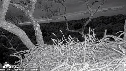 NE Florida Eagles Live Webcam - Aug 6, 2026, 8:20pm EDT