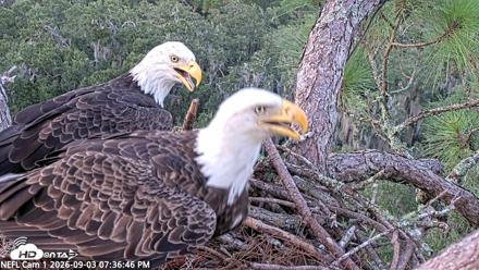 NE Florida Eagles Live Webcam - Sep 3, 2026, 7:37pm EDT