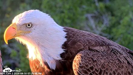 NE Florida Eagles Live Webcam - Apr 16, 2026, 7:30pm EDT