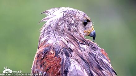 NE Florida Eagles Live Webcam - Jun 15, 2026, 6:24pm EDT