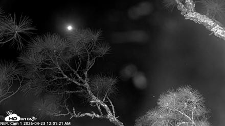 NE Florida Eagles Live Webcam - Apr 23, 2026, 12:02am EDT