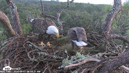 NE Florida Eagles Live Webcam - Sep 7, 2026, 6:59am EDT
