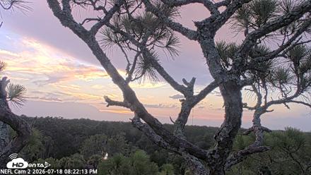 NE Florida Eagles Live Webcam - Jul 18, 2026, 8:23pm EDT