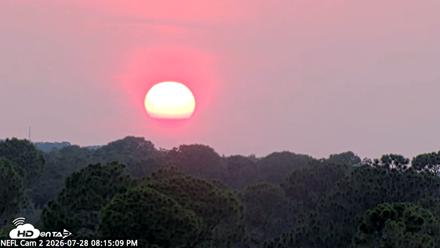 NE Florida Eagles Live Webcam - Jul 28, 2026, 8:16pm EDT
