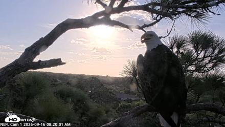 NE Florida Eagles Live Webcam - Sep 16, 2026, 8:21am EDT