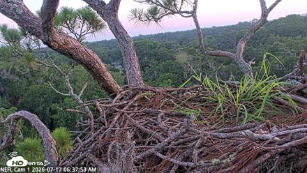 NE Florida Eagles Live Webcam - Jul 17, 2026, 6:39am EDT