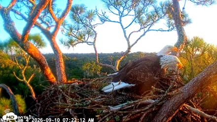 NE Florida Eagles Live Webcam - Sep 10, 2026, 7:23am EDT