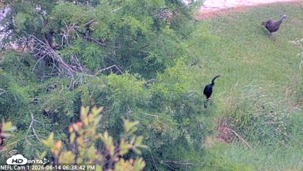 NE Florida Eagles Live Webcam - Jun 14, 2026, 6:39pm EDT