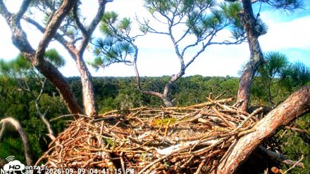 NE Florida Eagles Live Webcam - Sep 9, 2026, 4:42pm EDT