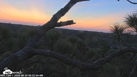 NE Florida Eagles Live Webcam - Aug 20, 2026, 6:33am EDT