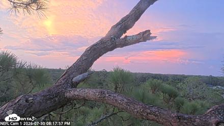 NE Florida Eagles Live Webcam - Jul 30, 2026, 8:19pm EDT