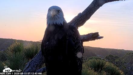 NE Florida Eagles Live Webcam - Aug 15, 2026, 7:13am EDT