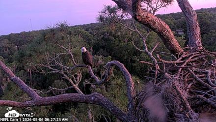 NE Florida Eagles Live Webcam - May 6, 2026, 6:28am EDT