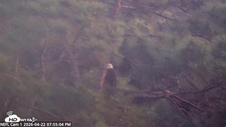 NE Florida Eagles Live Webcam - Apr 22, 2026, 7:56pm EDT