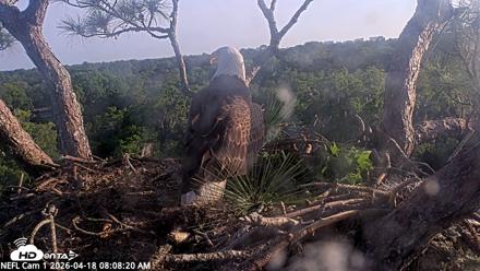NE Florida Eagles Live Webcam - Apr 18, 2026, 8:09am EDT