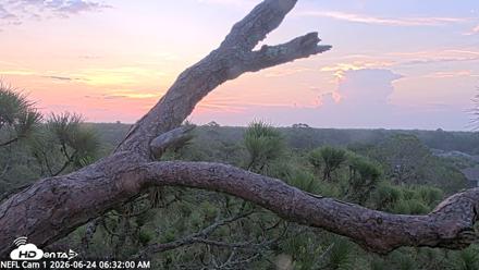 NE Florida Eagles Live Webcam - Jun 24, 2026, 6:33am EDT