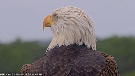 NE Florida Eagles Live Webcam - Oct 28, 2025, 5:16pm EDT