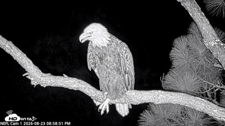 NE Florida Eagles Live Webcam - Aug 23, 2026, 9:00pm EDT