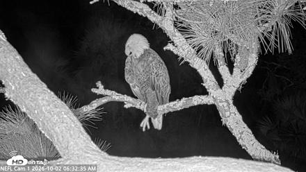 NE Florida Eagles Live Webcam - Oct 2, 2026, 6:33am EDT
