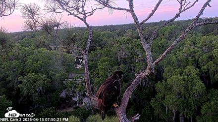 NE Florida Eagles Live Webcam - Apr 13, 2026, 7:51pm EDT
