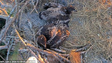 NE Florida Eagles Live Webcam - Feb 9, 2026, 5:58pm EST