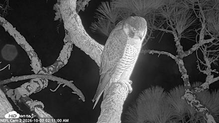 NE Florida Eagles Live Webcam - Oct 7, 2026, 2:11am EDT