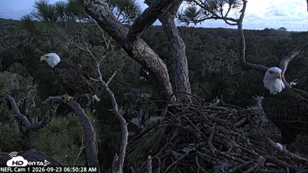 NE Florida Eagles Live Webcam - Sep 23, 2026, 6:51am EDT