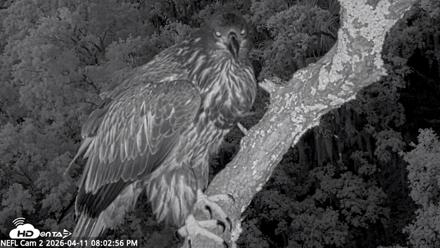 NE Florida Eagles Live Webcam - Apr 11, 2026, 8:03pm EDT