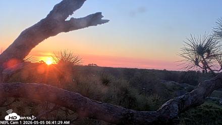 NE Florida Eagles Live Webcam - May 5, 2026, 6:42am EDT