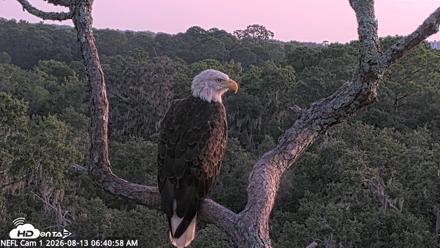 NE Florida Eagles Live Webcam - Aug 13, 2026, 6:41am EDT