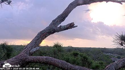 NE Florida Eagles Live Webcam - May 26, 2026, 6:29am EDT