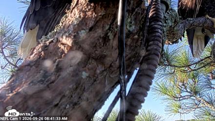NE Florida Eagles Live Webcam - Sep 26, 2026, 8:42am EDT