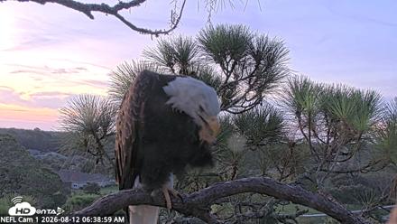 NE Florida Eagles Live Webcam - Aug 12, 2026, 6:40am EDT