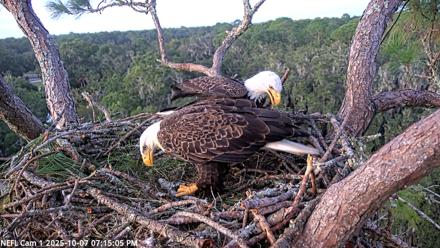 NE Florida Eagles Live Webcam - Oct 7, 2025, 7:16pm EDT