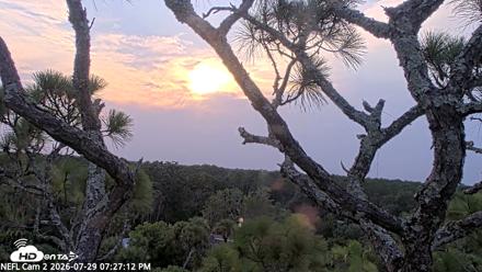 NE Florida Eagles Live Webcam - Jul 29, 2026, 7:28pm EDT