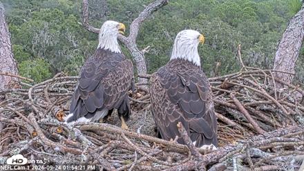 NE Florida Eagles Live Webcam - Sep 24, 2026, 1:55pm EDT