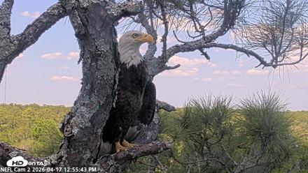 NE Florida Eagles Live Webcam - Apr 17, 2026, 12:56pm EDT