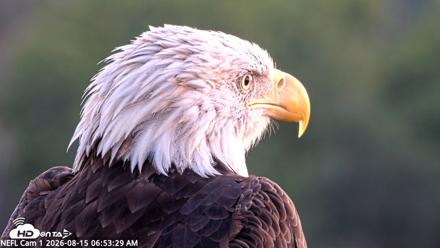 NE Florida Eagles Live Webcam - Aug 15, 2026, 6:54am EDT