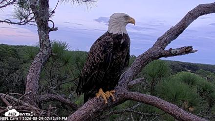 NE Florida Eagles Live Webcam - Aug 29, 2026, 7:53pm EDT